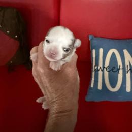 Willow - Merle female Chihuahua puppy in Dime Box, Texas from Color Me Crazy Chihuahuas