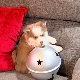 Rumor lavender girl - Lavender female Pomsky puppy in Enid, Oklahoma from Mile Hi Pomskies