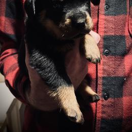 Rottweiler Puppies from Vom Arnold-Hause Rottweilers