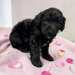 Miss. Leche - Black female Poodle puppy in Gainesville, Florida from Pet Inn Xxweetdoodles