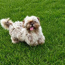 Mocha - Shih Tzu