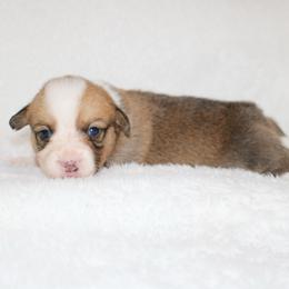 KitKat - Red female Pembroke Welsh Corgi puppy in Paradise, Texas from Corgis in Paradise