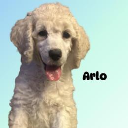 Arlo - Cream male Poodle puppy in Baltimore, Maryland from Steinrock’s Standards