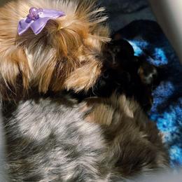Boy 2 - Blue and gold male Yorkshire Terrier puppy in Portland, Oregon from Mama & I Yorkshire's