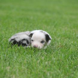 Est - Blue merle male Miniature American Shepherd puppy in Tiskilwa, Illinois from First Harmony Farms