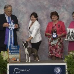 Scooter - Boston Terrier