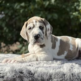 Scarlett - Harlequin female Great Dane puppy in Beulah, Michigan from Northwood Euro Danes and Bassets