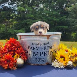 American Corgi and Pembroke Welsh Corgi Puppies from The Adirondack Corgi