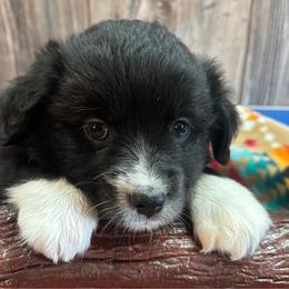 Layla - Black & white female Miniature Australian Shepherd puppy in Geary, Oklahoma from Helm Farms Aussies