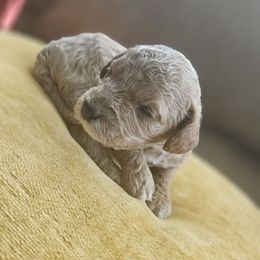 Pleakley - Apricot male Cavapoo puppy in Jarrell, Texas from Grapeshot Poodles & Doodles