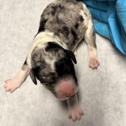 Oregano - Blue merle male Bernedoodle puppy in Richmond, Texas from Harper’s Heartbeats