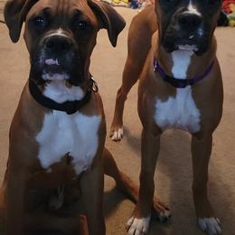 Boxer puppies from AG Mountain Boxers