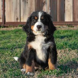 Bernese Mountain Dog Puppies from Berner Dynasty
