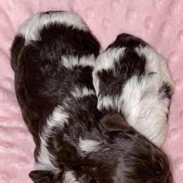 Maltese, Miniature Australian Shepherds, Poodles, Shih Tzus, Toy Australian Shepherds, and Yorkshire Terriers from Love At FURst Sight TX Kiss My Aussie