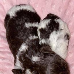 Maltese, Miniature Australian Shepherds, Poodles, Shih Tzus, Toy Australian Shepherds, and Yorkshire Terriers from Love At FURst Sight TX Kiss My Aussie
