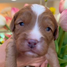Rooster - Red male Assorted Doodle Crosses puppy in Yuciapa, California from AlltheDoodlez_