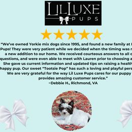 Morkie and Shorkie Puppies from Lil Luxe Pups