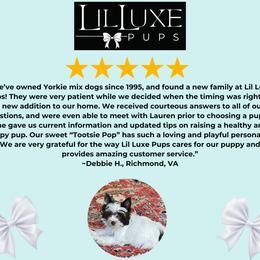 Morkie and Shorkie Puppies from Lil Luxe Pups