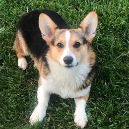 Loki - Pembroke Welsh Corgi