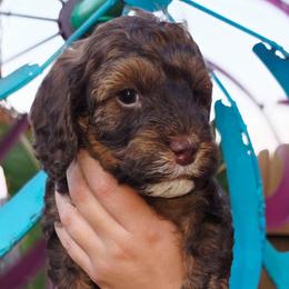 Romeo - Brown white and tan male Cockapoo puppy in Indiahoma, Oklahoma from Phamily Doodles