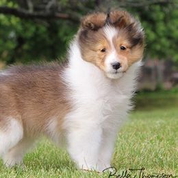 Shetland Sheepdog Puppies from Hillbrae Shetland Sheepdogs