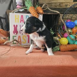 Girl 1 - female Border Collie puppy in Wakeman, Ohio from Sandstone Ridge Kennels