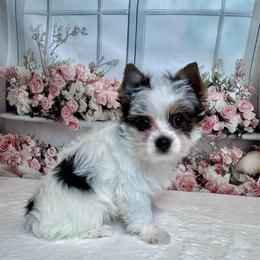 Girl 1 3300 - Parti female Yorkshire Terrier puppy in Nicholls, Georgia from Southeast Biewers