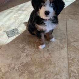 Bernedoodle and Labradoodle Puppies from Reid Wasatch Doodles
