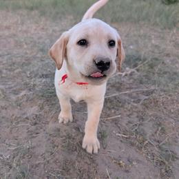 Red Female - Yellow female Labrador Retriever puppy in Briggsdale, Colorado from LC Hunting Labs, LLC.