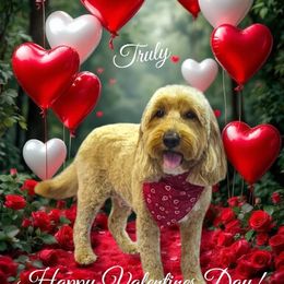 Truly - Goldendoodle