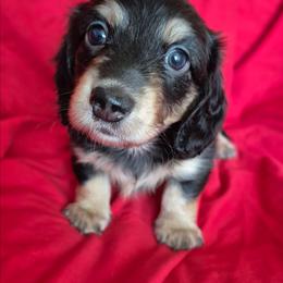 Bono AKC LH Black and cream - Black and cream male Dachshund puppy in Los Angeles, California from Sterling Dachshunds