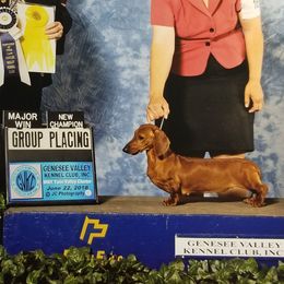 Amara - Dachshund