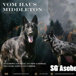 Asche - German Shepherd