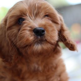 Cavalier King Charles Spaniel and Cavapoo Puppies from Golden Hour Cavapoos
