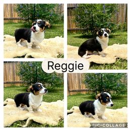 Pembroke Welsh Corgi Puppies from Roo and The Velvet Paws