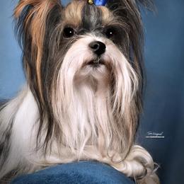 Biewer Terrier, German Shepherd, and Yorkshire Terrier All Grown Up from Mark Carfagno's Pups