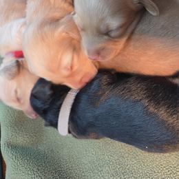 Dachshund Puppies from Rebeka Davy