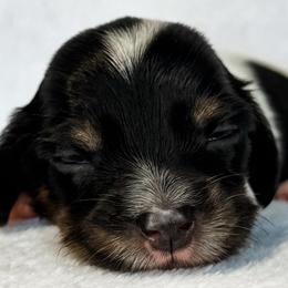 Pterodactyl - Piebald female Dachshund puppy in Winamac, Indiana from WZ Kennels