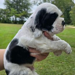 Sergeant - Black and white male Cocker Spaniel puppy in Florence, South Carolina from Reddick's American Cocker Spaniels