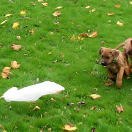 Rhodesian Ridgeback Puppies from TerraCotta Kennels