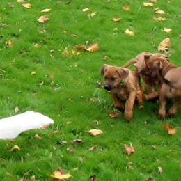 Rhodesian Ridgeback Puppies from TerraCotta Kennels