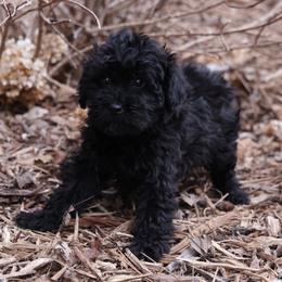 Kreen - Black female Whoodle puppy in West Bend, Iowa from Blue Skies Terriers