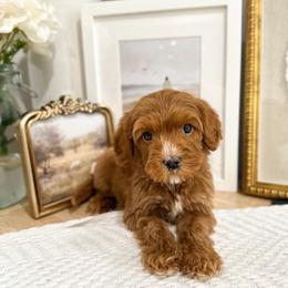 Angel - Red male Australian Labradoodle puppy in Palmdale, California from Doodles_Ko