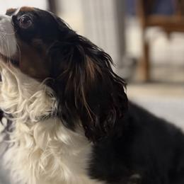 Royal - Cavalier King Charles Spaniel