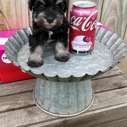 Blue boy - Black and silver male Miniature Schnauzer puppy in Garrison, Texas from RNH Schnauzers