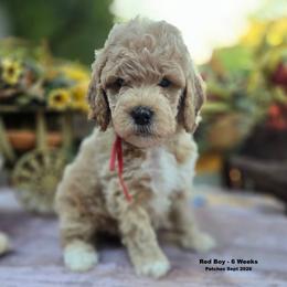 Red Boy - Cream male Goldendoodle puppy in Coppell, Texas from Bethel Stream Goldendoodles