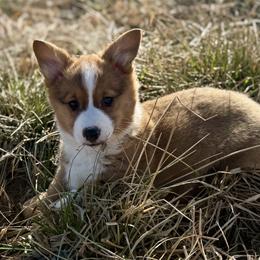 Nemo- black collar - Red male Pembroke Welsh Corgi puppy in Benjamin, Utah from Nuna’s  Corgis