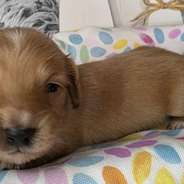 Coral - Red female Dachshund puppy in Townsend, Georgia from Salt Creek Dachshunds