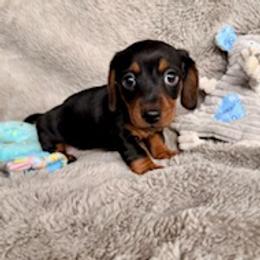 Dachshund Puppies from Silver Sage Dachshunds