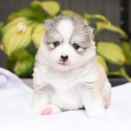 Kyree- - Silver and white female Pomsky puppy in Coos Bay, Oregon from Ocean View Pomskies